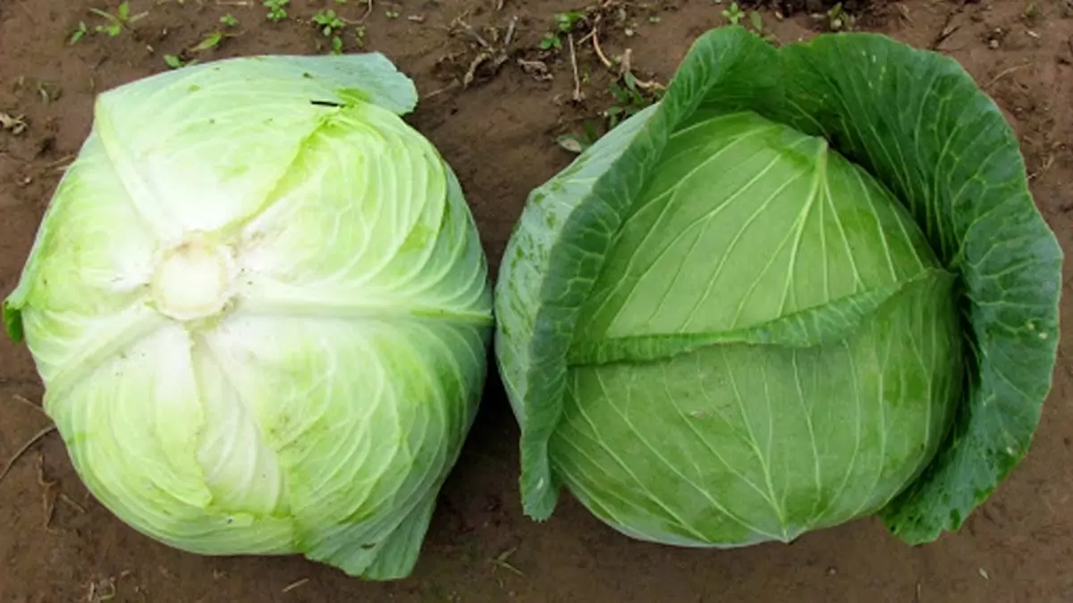 How to Boil Cabbage