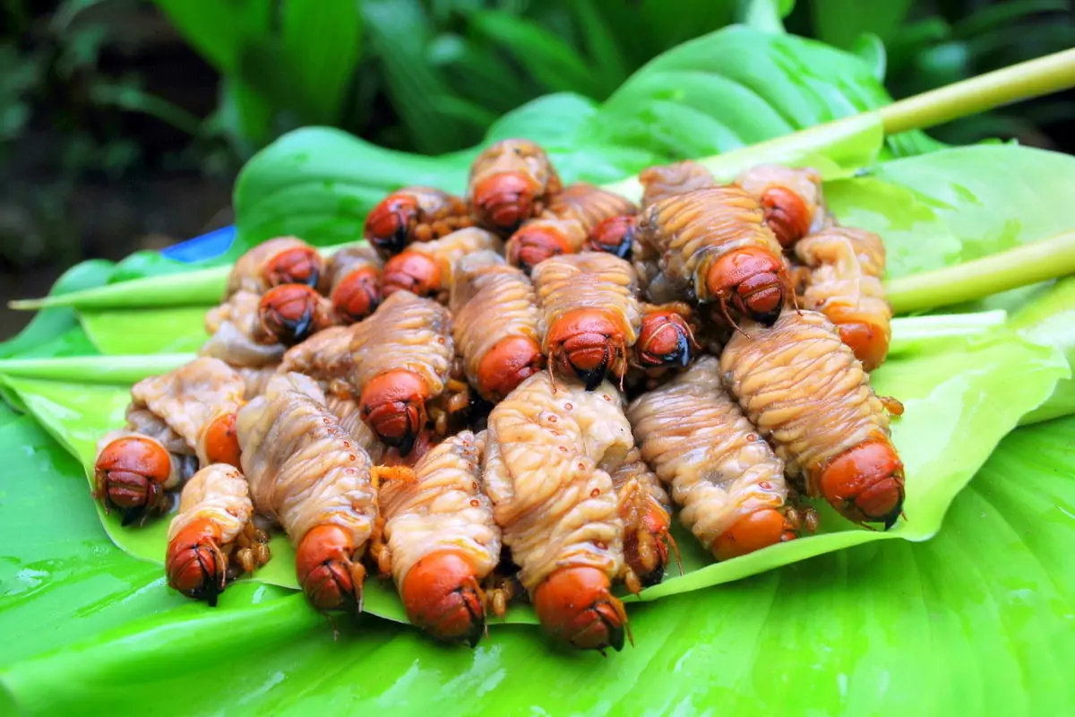 Coconut Worms