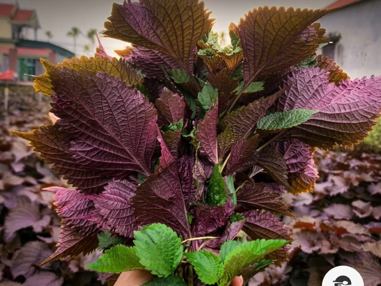 Perilla Leaf Substitute: Why Vietnamese Tía Tô Isn’t the Korean Kind